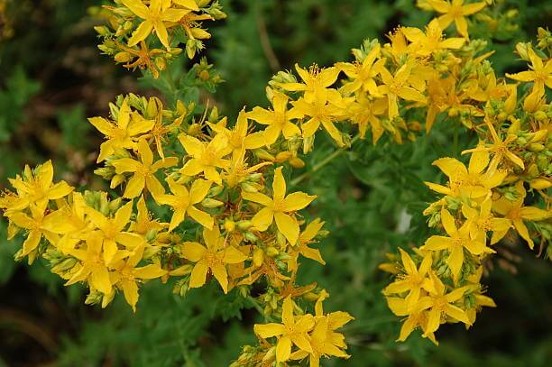 St. John's Wort