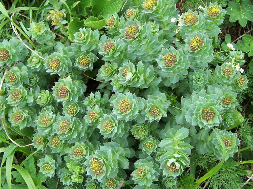 Rhodiola Rosea for Mental Clarity and Focus