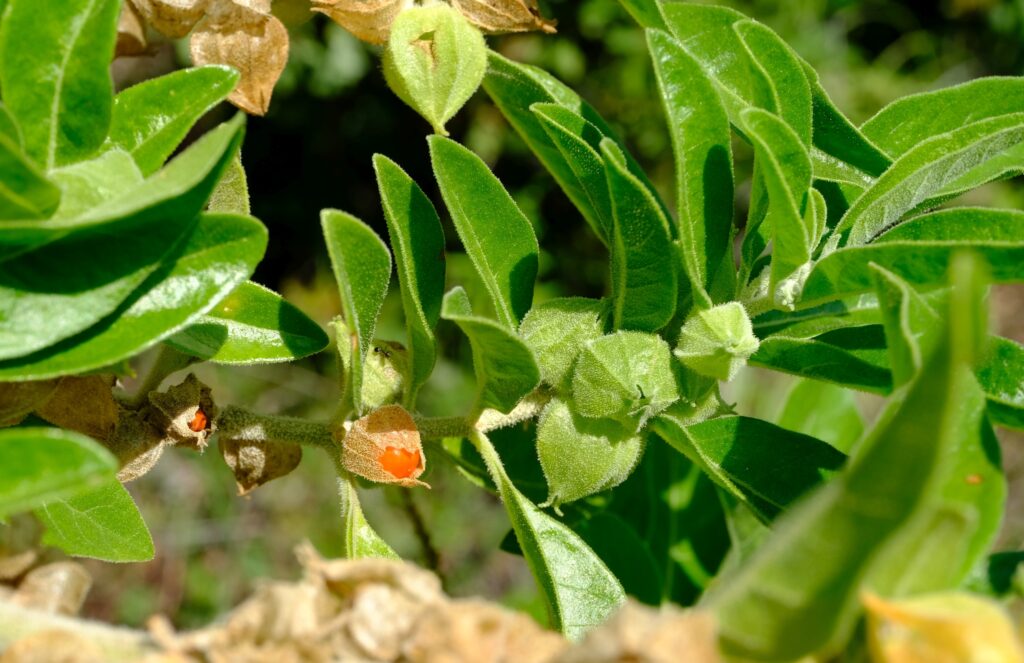 Ashwagandha for Mental Clarity and Focus