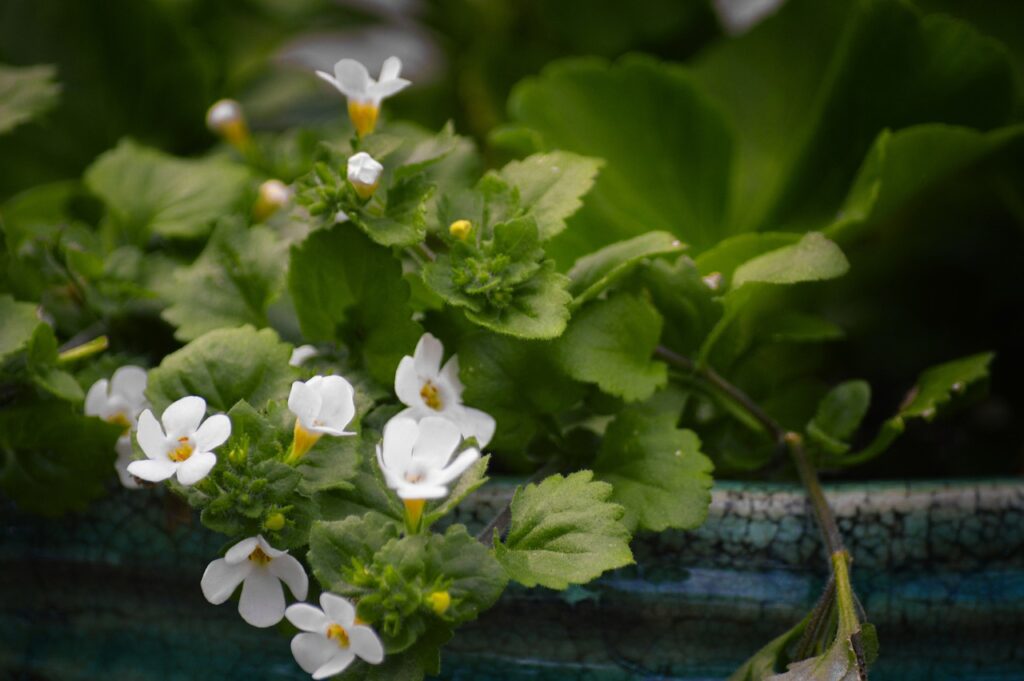 Bacopa Monnieri for Mental Clarity and Focus