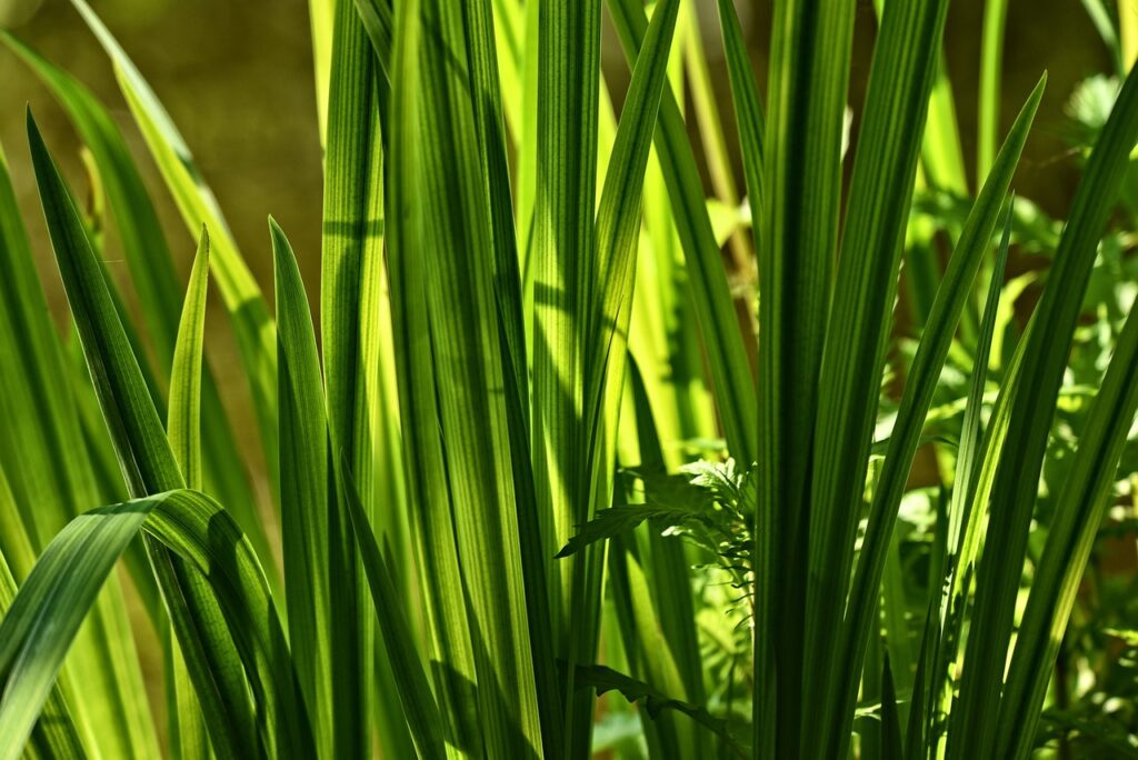 sweet flag, beewort, calamus root