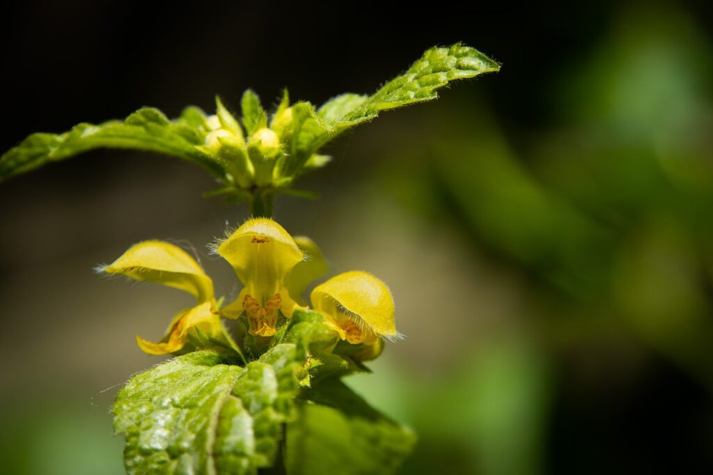 yellow archangel, nature, artillery plant