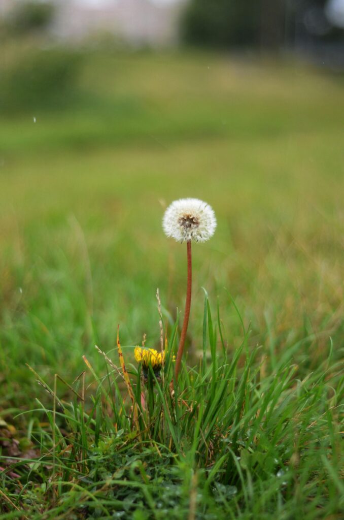 Dandelion herbs for digestive health