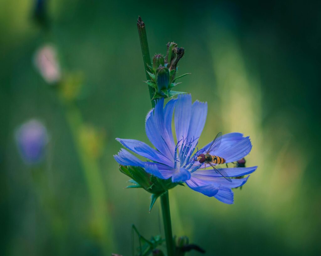 wild chicory herbs for digestive health