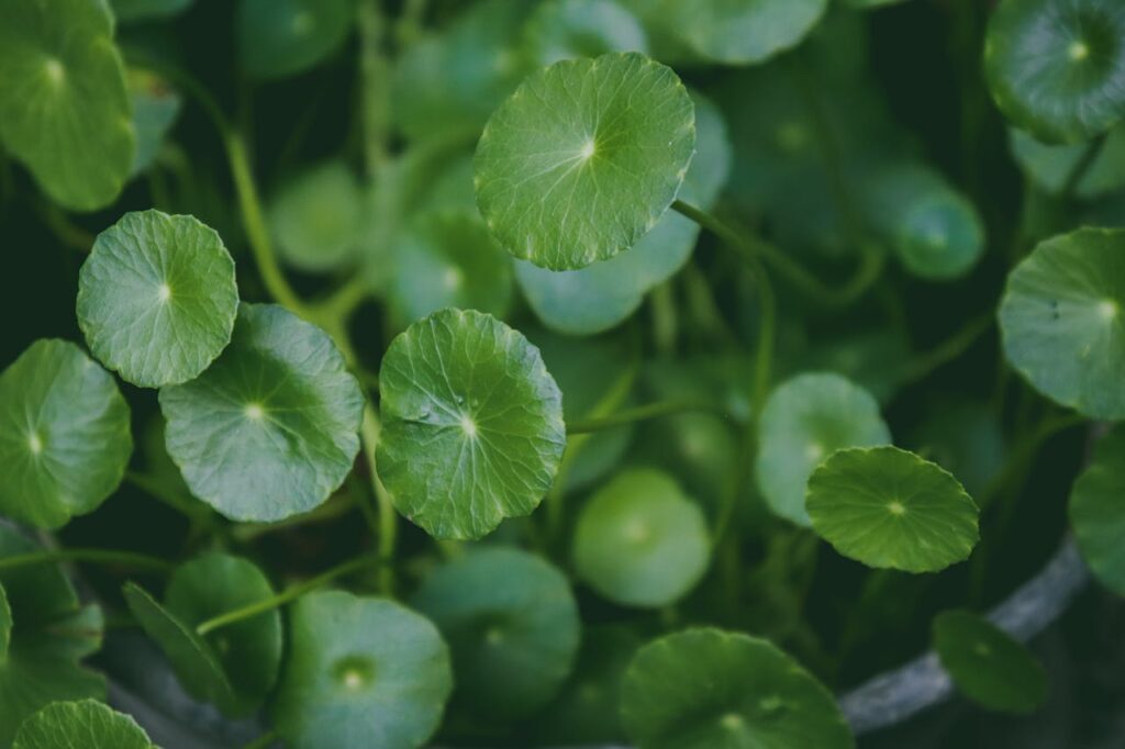 Gotu Kola for Mental Clarity and Focus