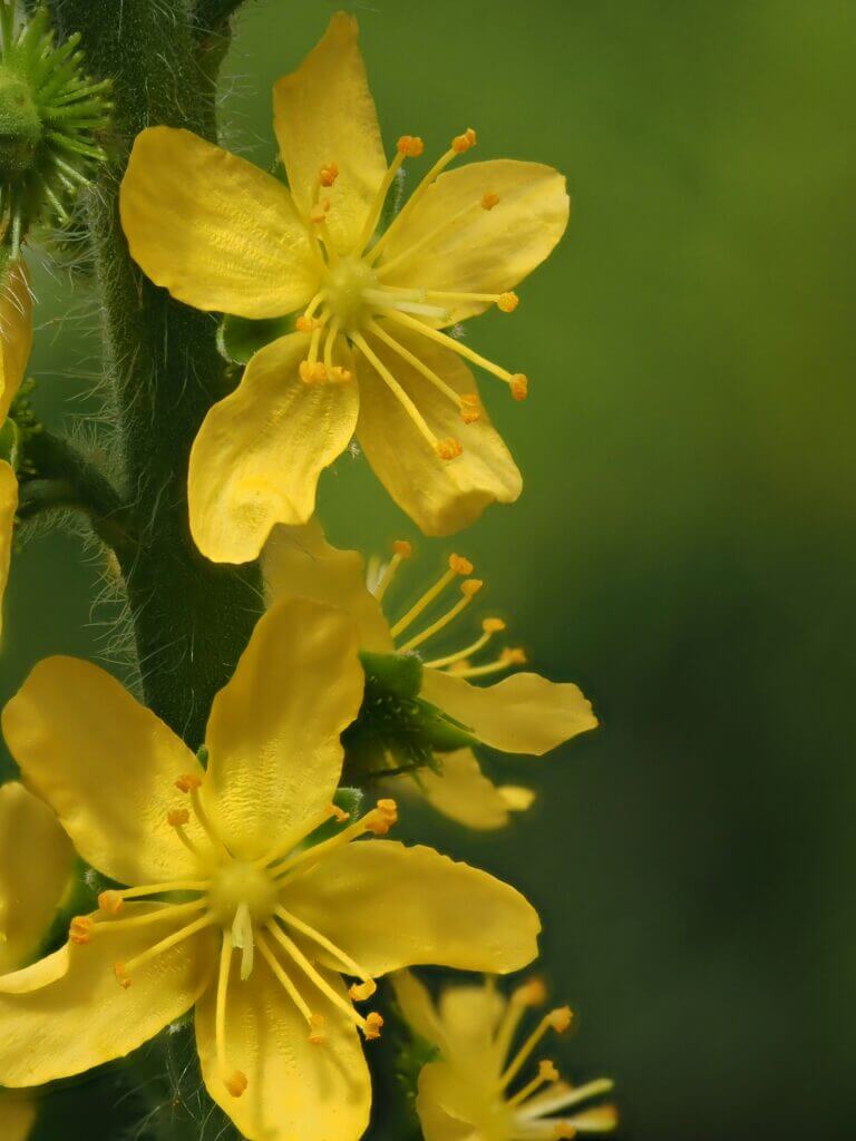  agrimony herbs for digestive health