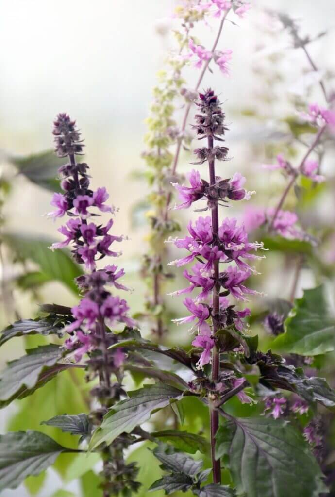 flowers, plant, leaves