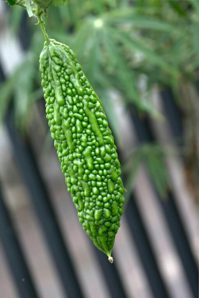 Vertical close-up shot of a nutritious green bitter melon hanging in a garden setting.