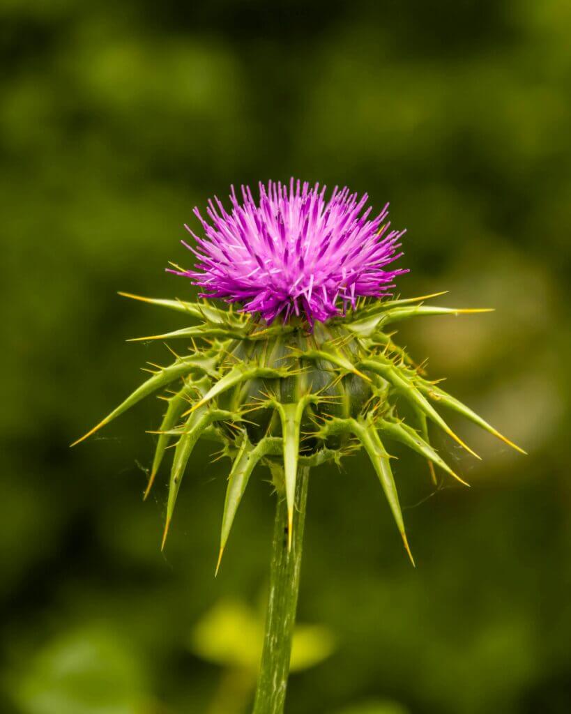 natural remedies to Prevent Diabetes milk thistle